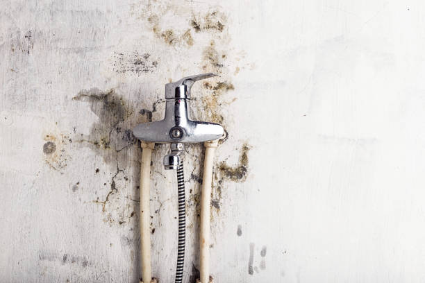 Best Local Mold Removal Service  in Holden Heights, FL