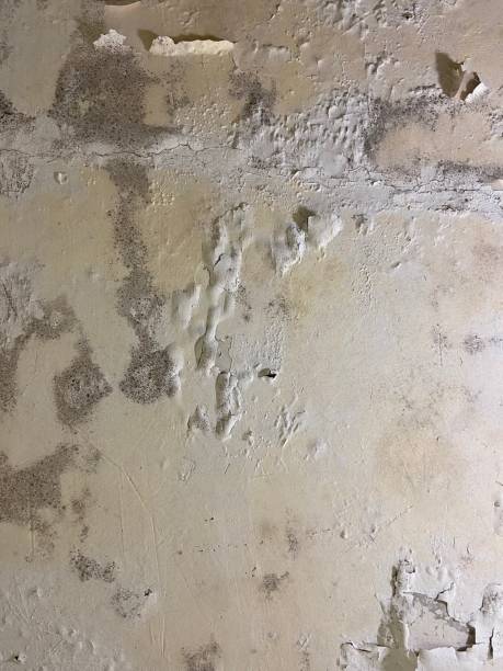 Best Mold Damage Repair  in Holden Heights, FL